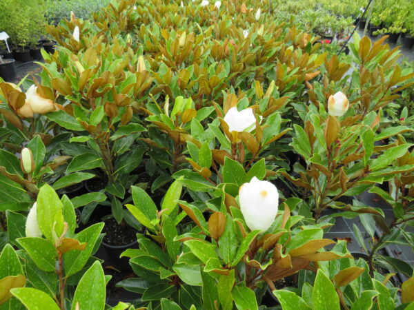 Magnolia Little Gem - imagine 2