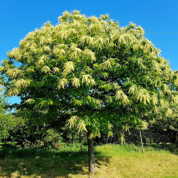 Castanea Sativa