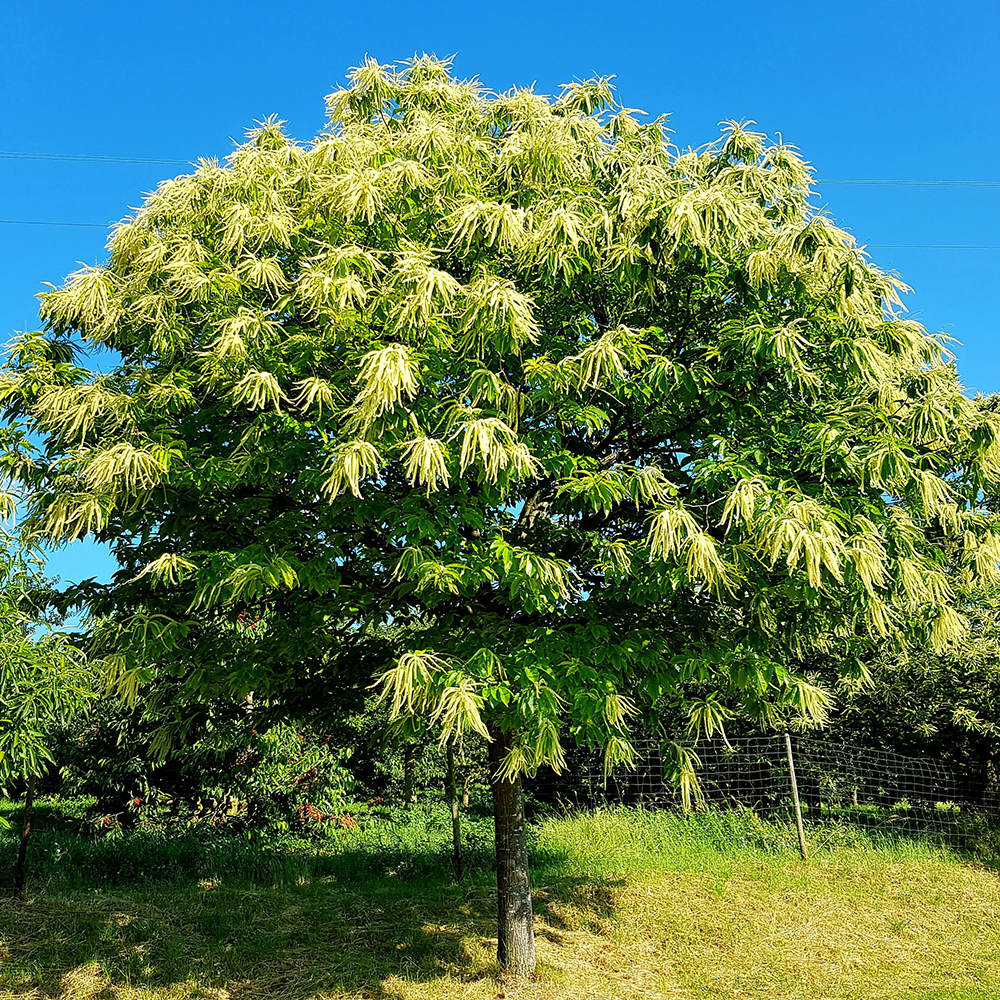 Castanea Sativa