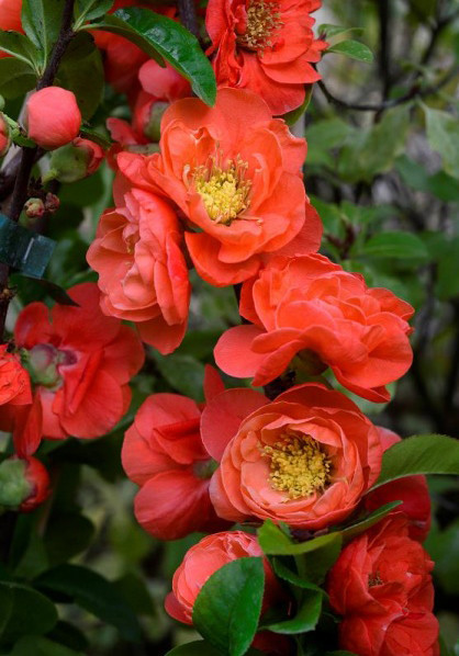 Chaenomeles Ssp.