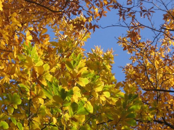 Castanea Sativa - imagine 2