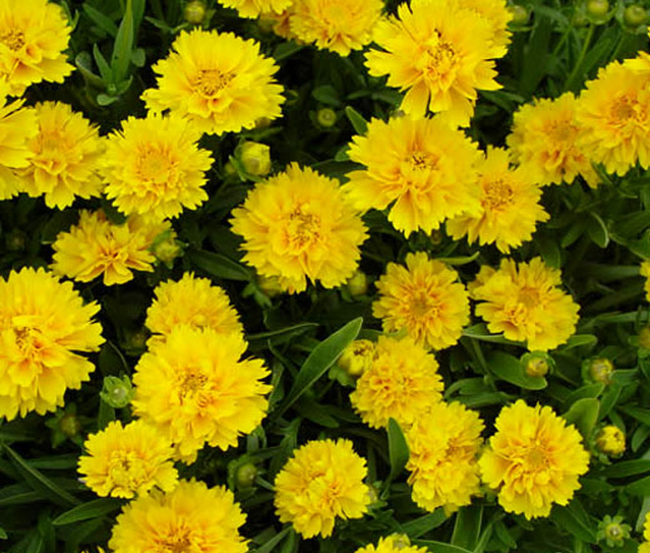 Coreopsis Grandiflora Ssp.