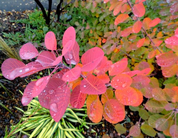 Cotinus Coggygria Ssp.