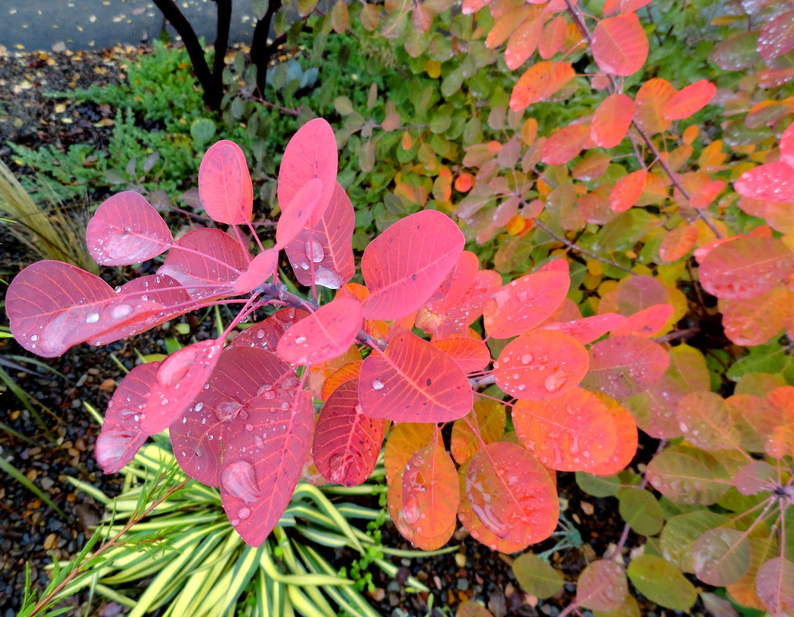Cotinus Coggygria Ssp.