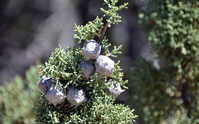 Cupressus Arizonica