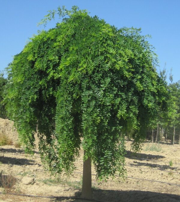 Sophora Japonica Pendula