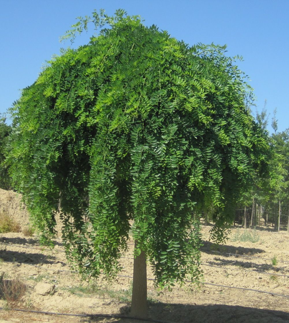 Sophora Japonica Pendula