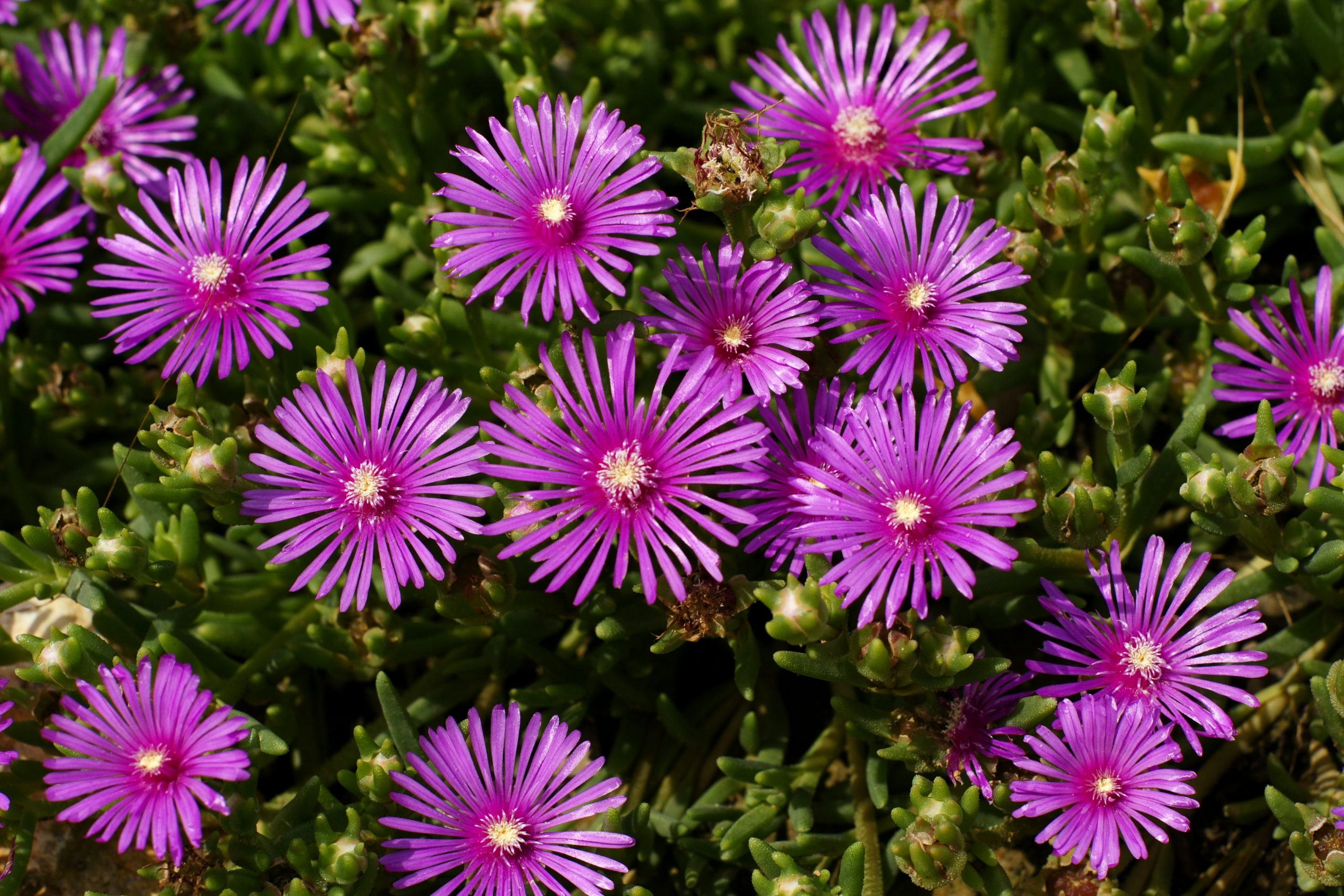 Delosperma Cooperi