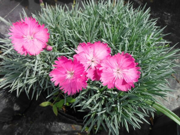 Dianthus Gratianopolitanus Ssp. - imagine 3