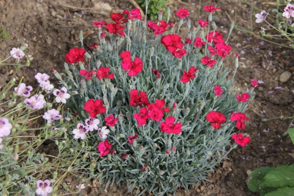 Dianthus Gratianopolitanus Ssp. - imagine 2