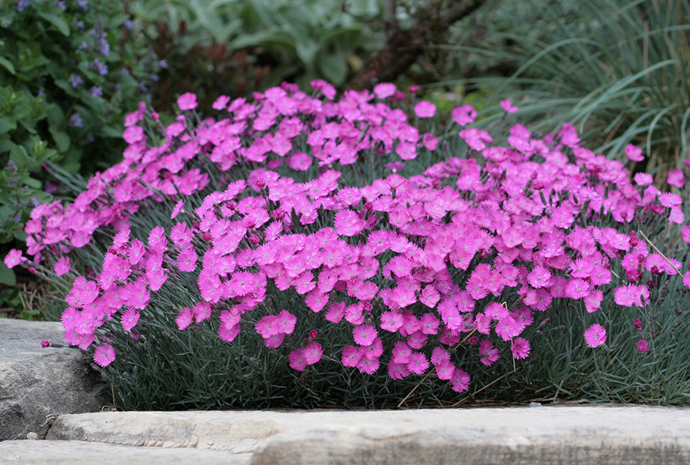 Dianthus Gratianopolitanus Ssp.