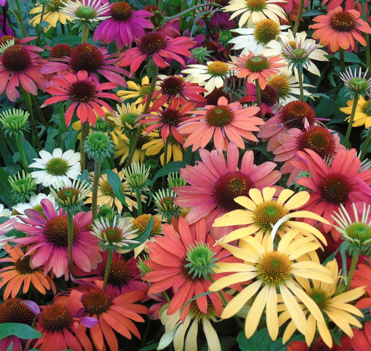 Echinacea Purpurea Ssp.