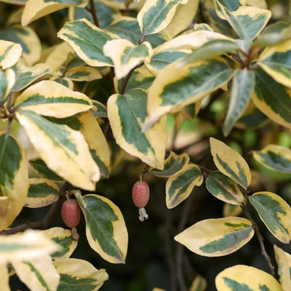 Elaeagnus Ebbingei