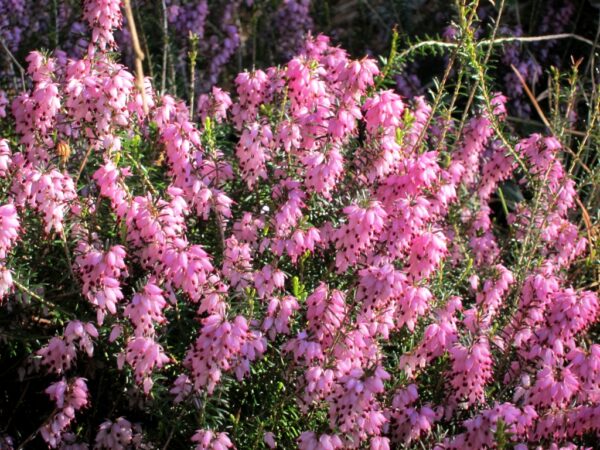 Erica Carnea - imagine 2