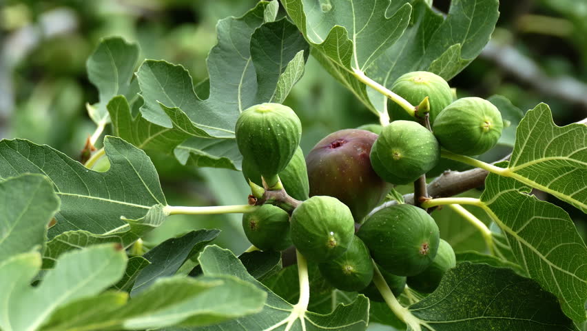 Ficus Carica