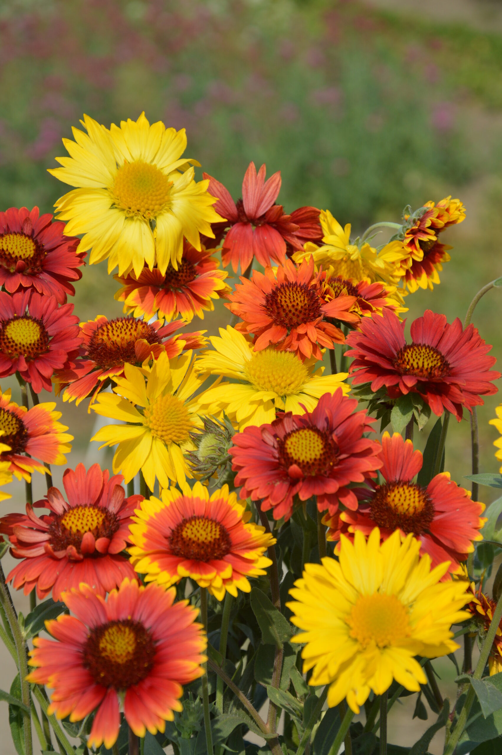 Gaillardia Aristata Ssp.
