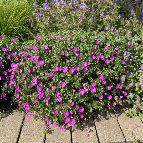 Geranium Sang Max Frei