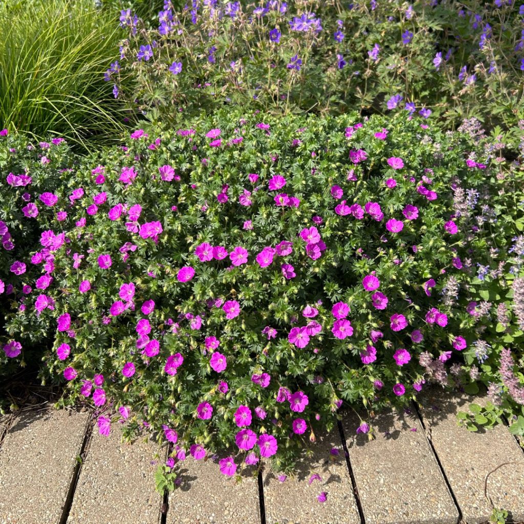Geranium Sang Max Frei