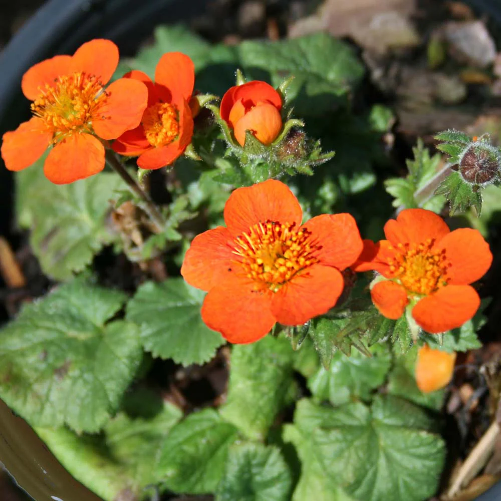 Geum Coccineum