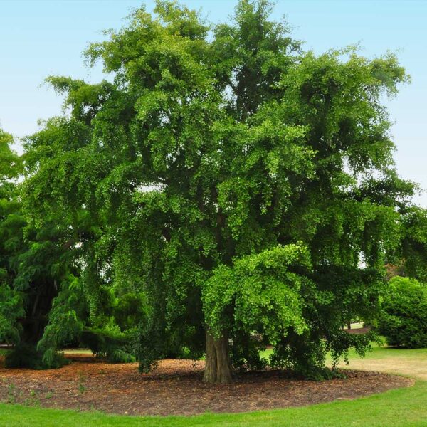 Ginkgo Biloba - imagine 2