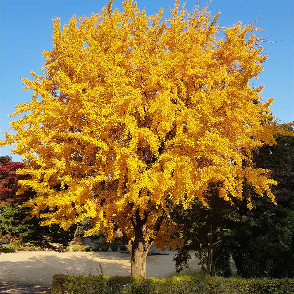 Ginkgo Biloba