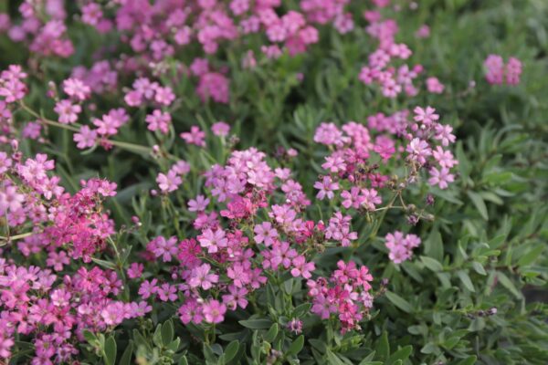 Gypsophila Repens 'Filou Rose' - imagine 2