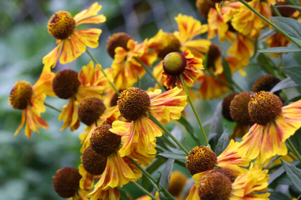 Helenium Autumnale Ssp. - imagine 3