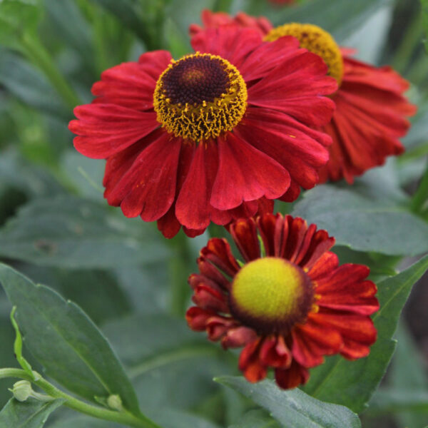 Helenium Autumnale Ssp. - imagine 2