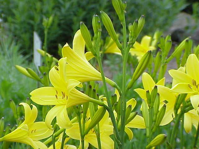 Hemerocallis Ssp.