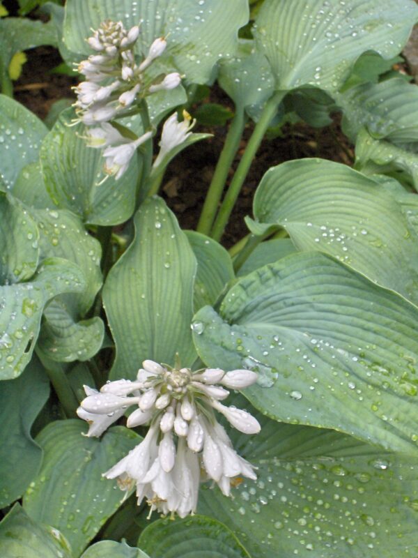 Hosta Ssp. - imagine 2