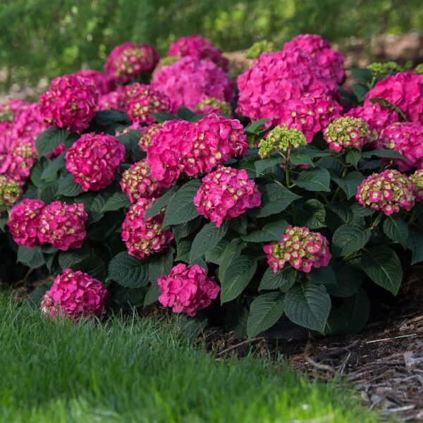 Hydrangea macrophylla ssp. - imagine 3