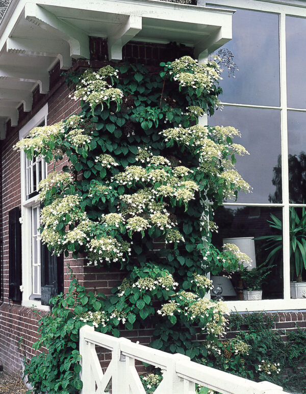 Hydrangea Anomala Petiolaris