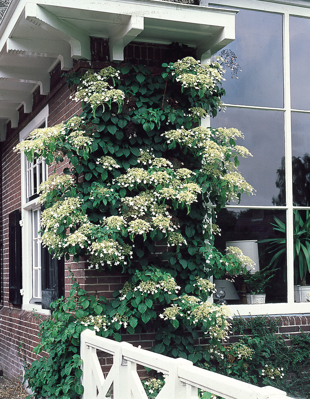 Hydrangea Anomala Petiolaris