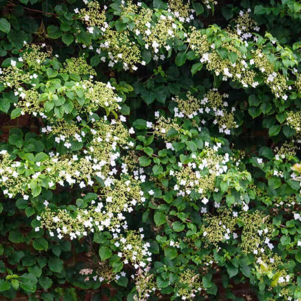 Hydrangea Anomala Petiolaris - imagine 2
