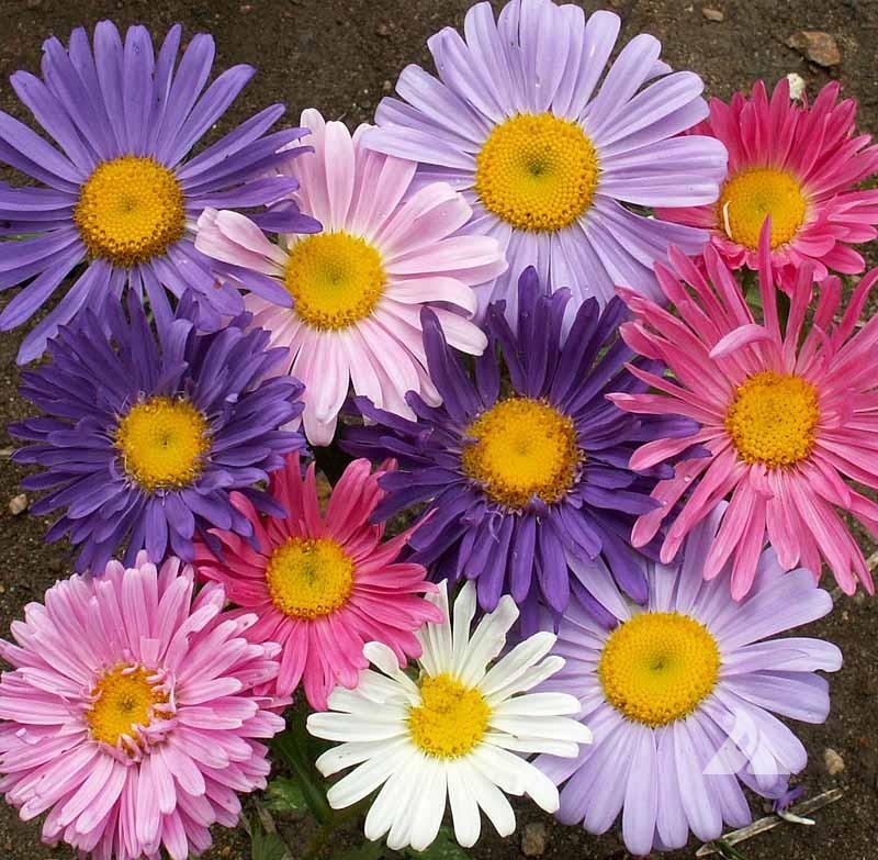 Aster Ssp.