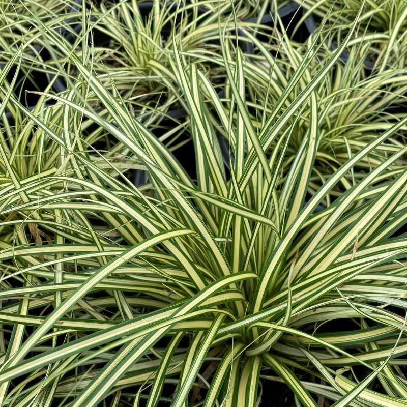 Carex Ssp.