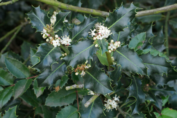 Ilex Aquifolium Ssp. - imagine 2