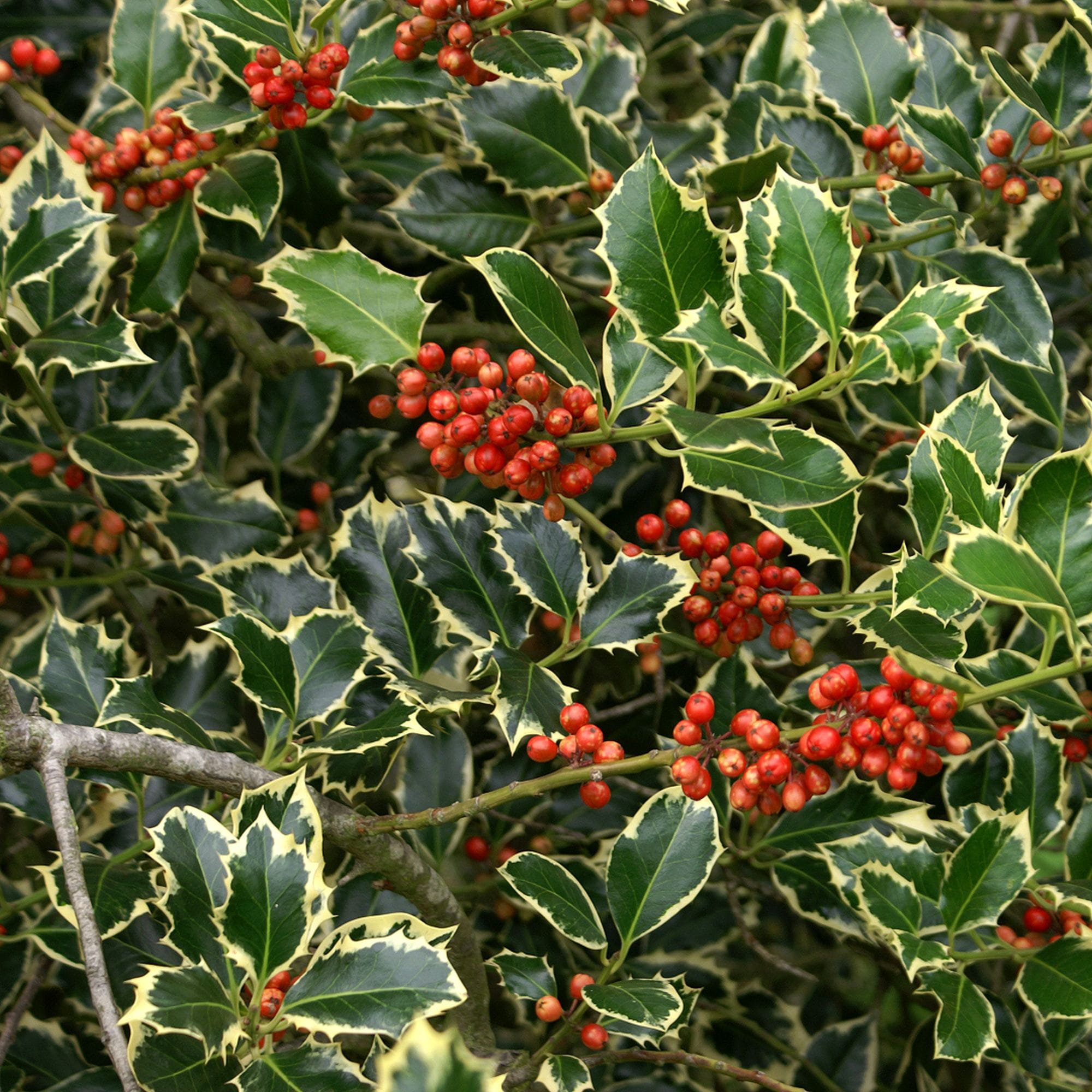 Ilex Aquifolium Ssp.