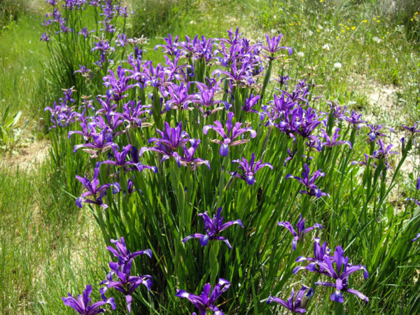 Iris Ssp.