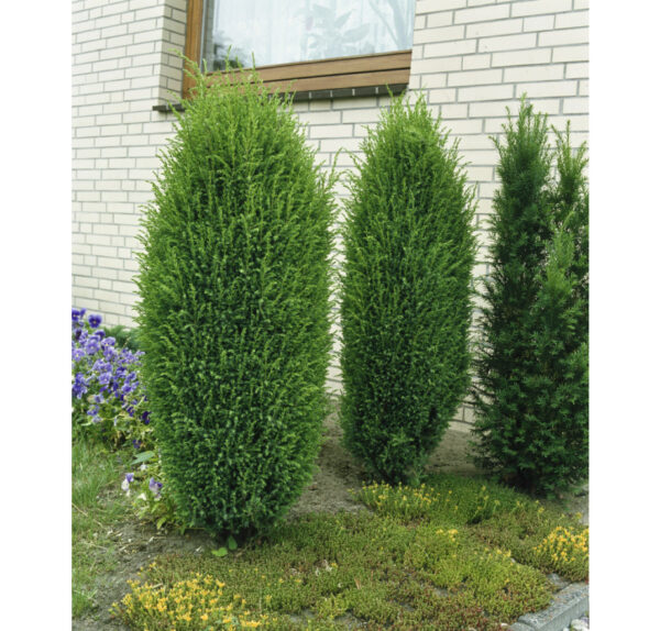 Juniperus Communis Hibernica