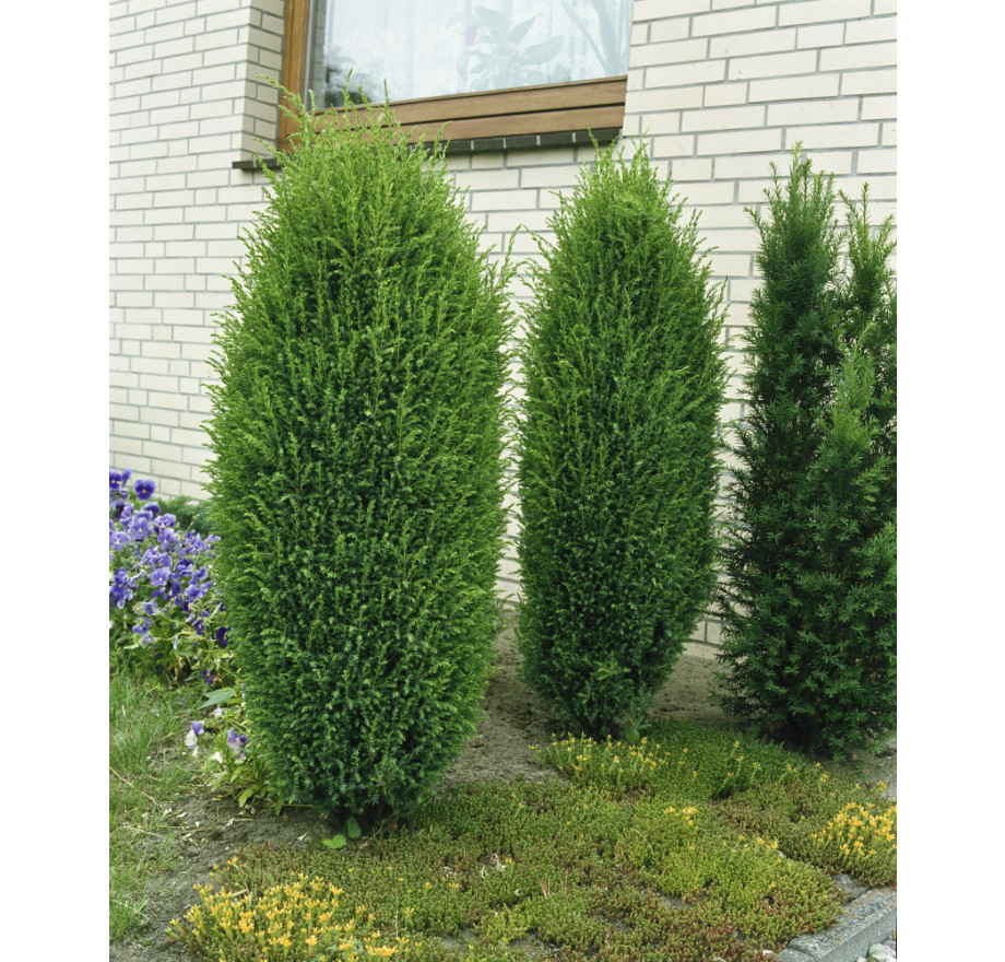 Juniperus Communis Hibernica