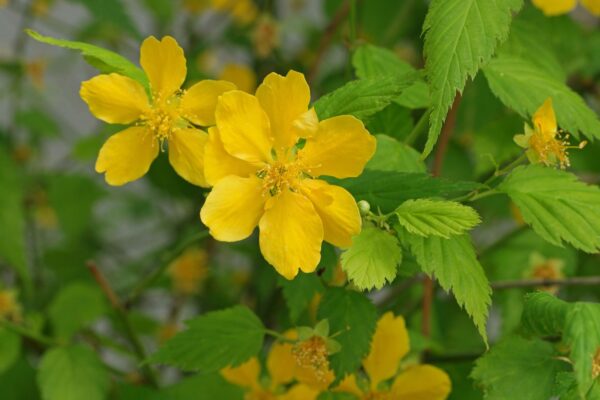 Kerria Japonica Ssp. - imagine 2
