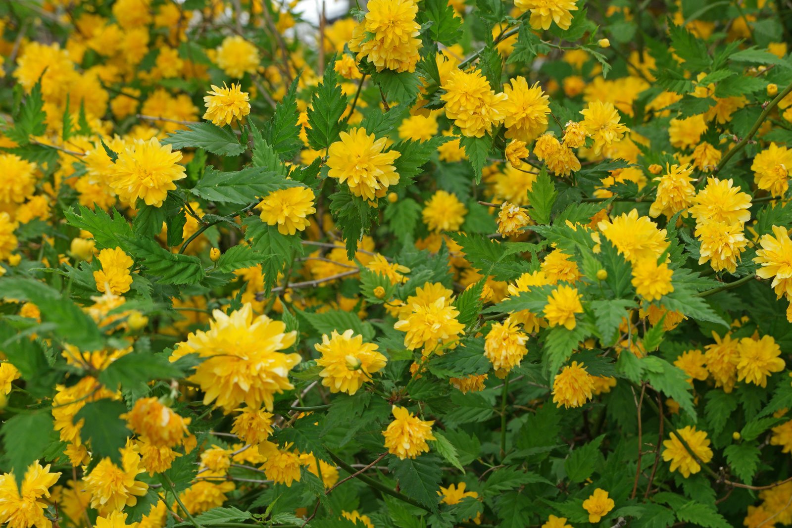 Kerria Japonica Ssp.