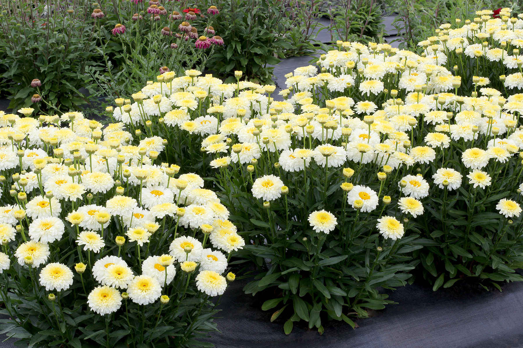 Leuchantemum Lemon Puff