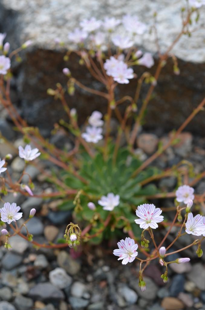 Lewisia ssp.
