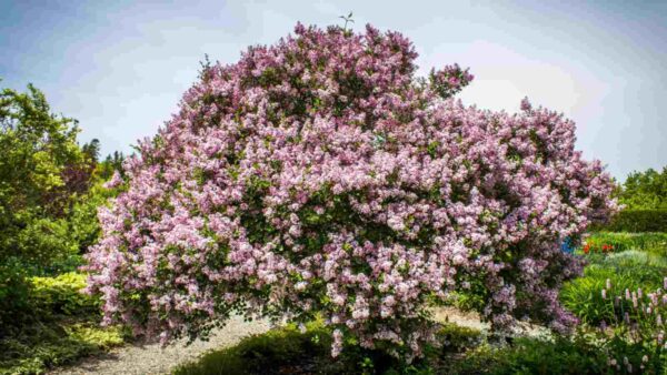 Syringa Vulgaris Ssp.