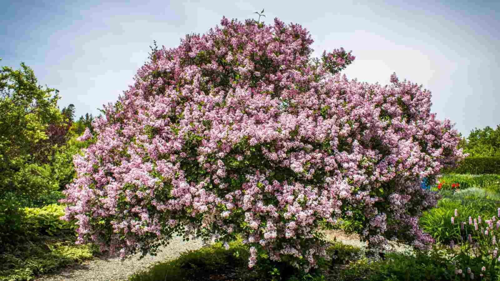 Syringa Vulgaris Ssp.