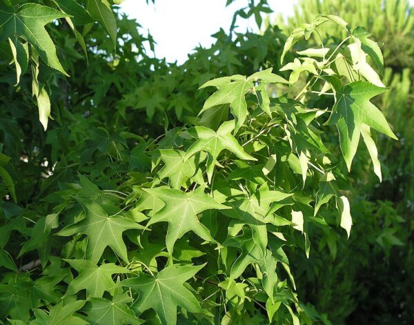 Liquidambar Styraciflua - imagine 3