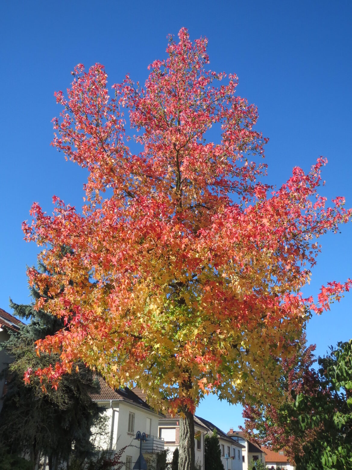 Liquidambar Styraciflua