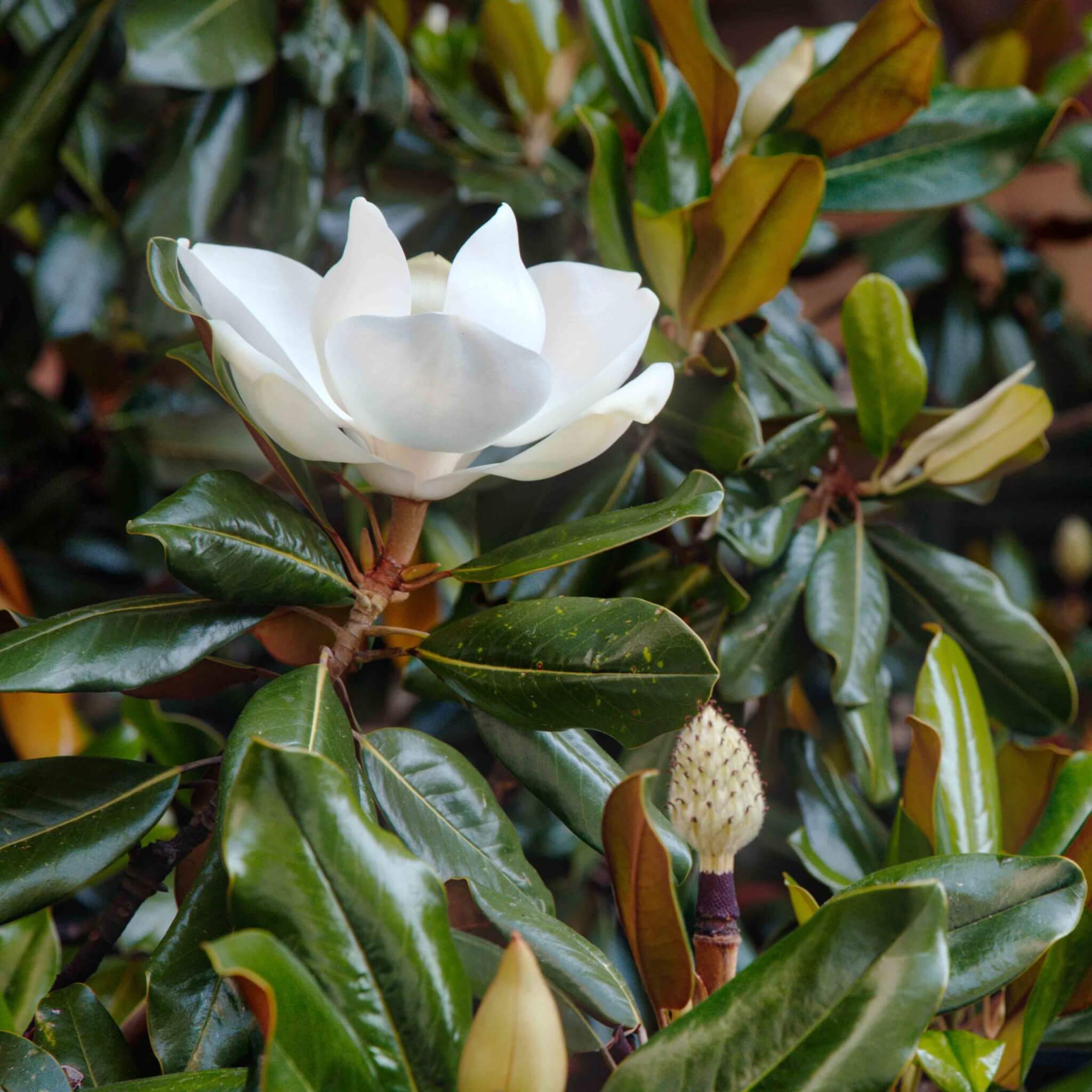 Magnolia Little Gem